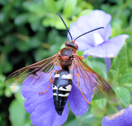 Sphecius speciosus (Eastern Cicada-killer Wasp)