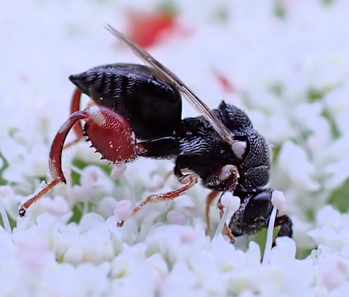 Brachymeria podagrica