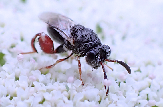 Brachymeria podagrica