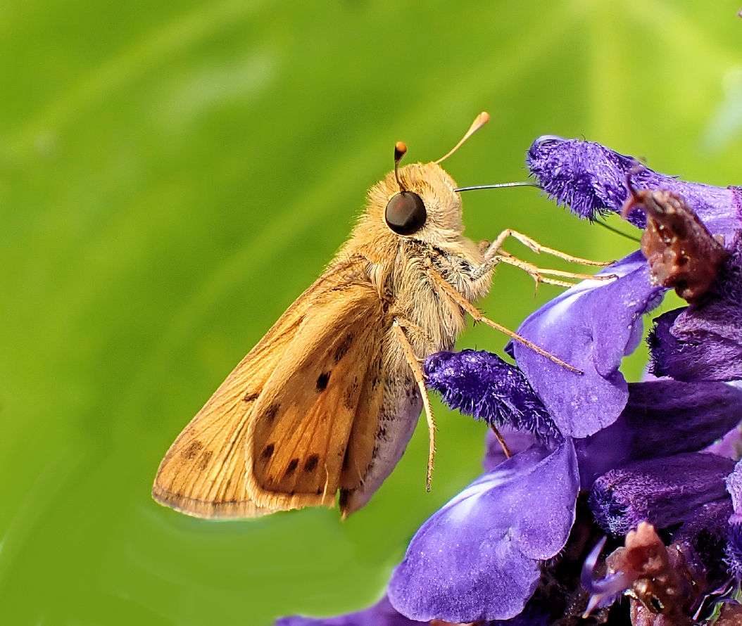 Hylephila phyleus (Fiery Skipper)
