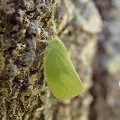 Acanaloniidae