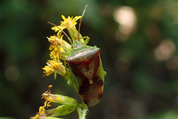 Elasmostethus cruciatus (Red-cross Shield Bug)