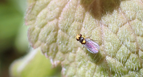 Family Agromyzidae (Leaf-miner Flies)
