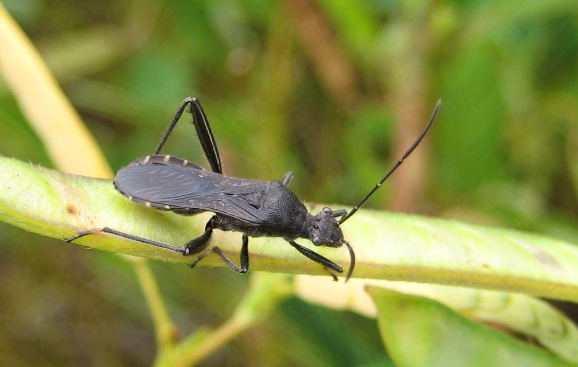 Alydus eurinus