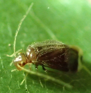Polypsocus corruptus (Corrupt Barklouse)