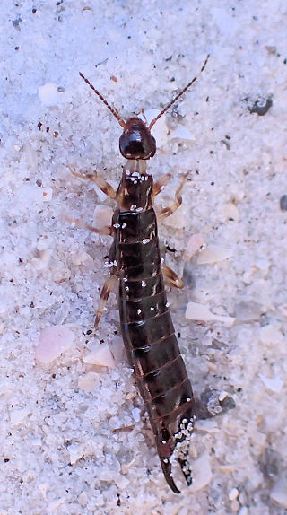 Euborellia annulipes (Ring-legged Earwig)