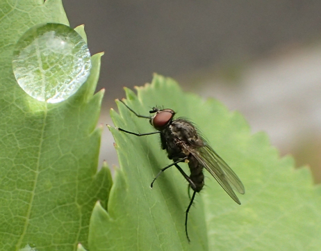 Family Anthomyiidae (Root-maggot Flies)