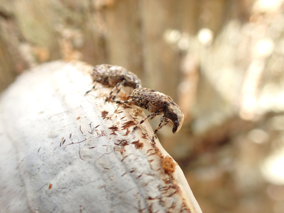Family Anthribidae (Fungus Weevils)