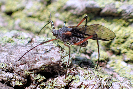 Longistigma caryae (Giant Bark Aphid)