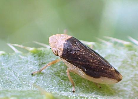 Philaenus spumarius (Meadow Spittlebug)