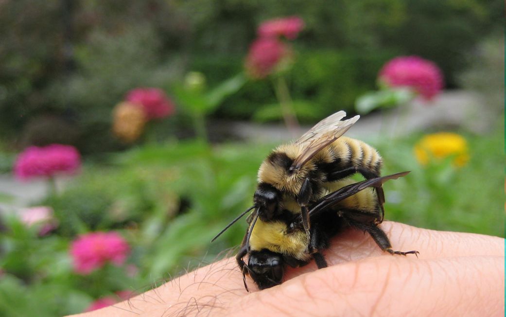 Bombus fervidus (Golden Northern Bumble Bee)