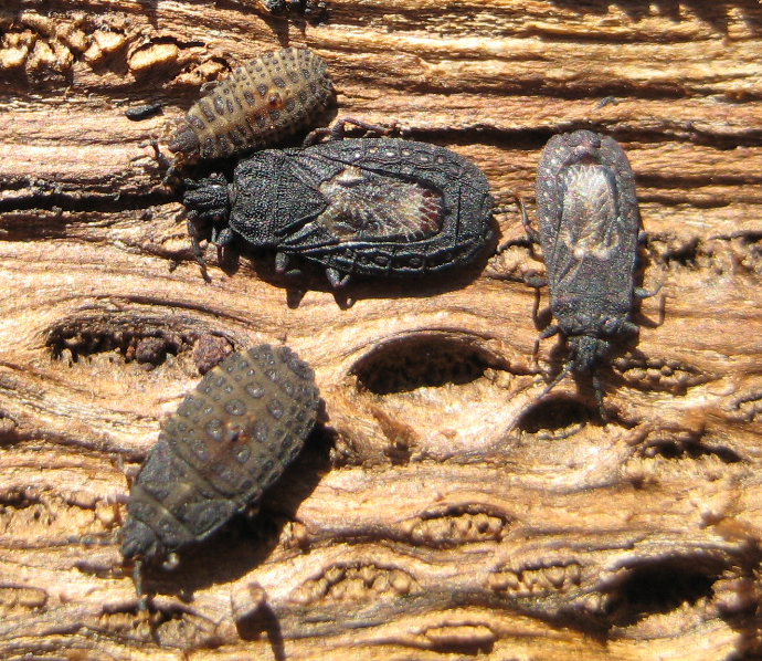 Family Aradidae (Flat Bugs)