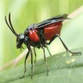 Argidae