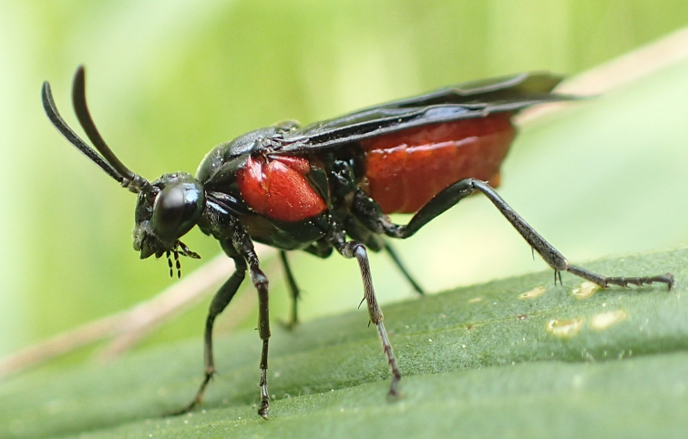 Arge humeralis (Poison Ivy Sawfly)