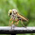 Asilidae