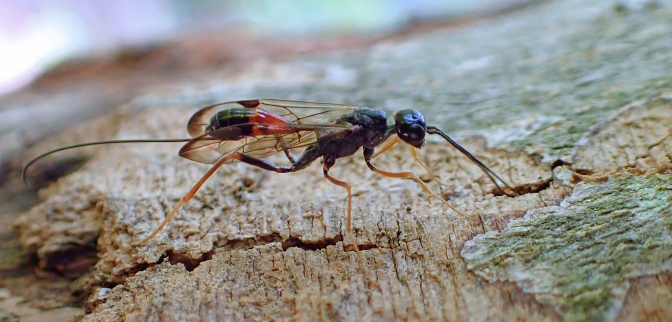 Genus Pristaulacus