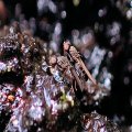 Aulacigastridae