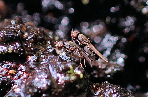 Family Aulacigastridae (Sap Flies)