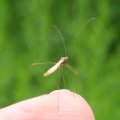 Berytidae