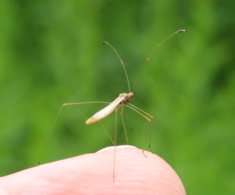 Family Berytidae (Stilt Bugs)