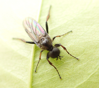 Genus Bibio