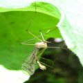 Bittacidae