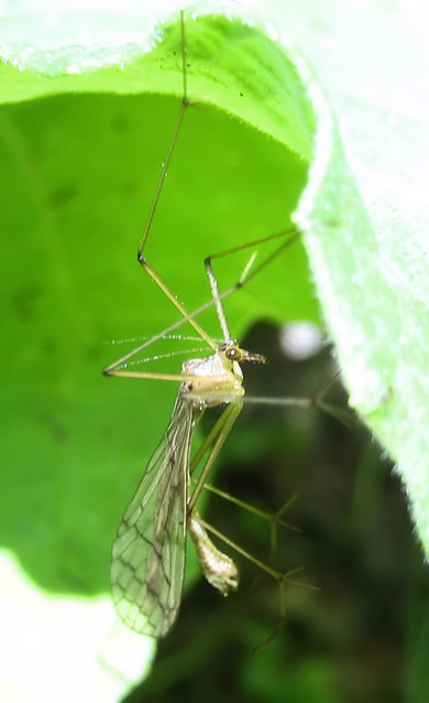 Genus Bittacus