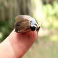 Blaberidae