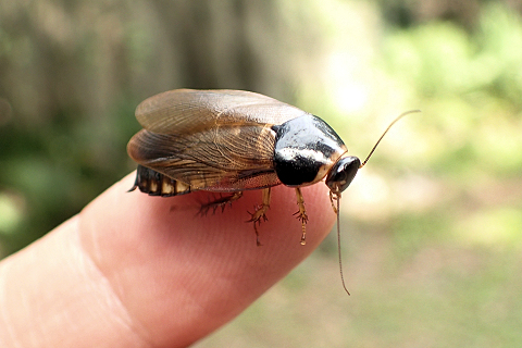 Pycnoscelus surinamensis (Surinam Cockroach)