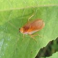 Blattellidae