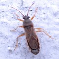 Blissidae