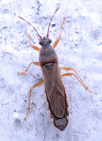 Family Blissidae (Chinch Bugs and Allies)