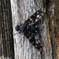 Bombyliidae