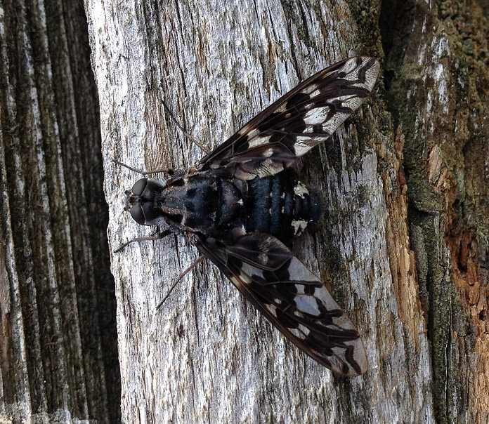 Xenox tigrinus (Tiger Bee Fly)