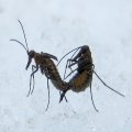 Boreidae