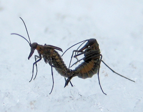 Boreus brumalis (Mid-winter Boreus)