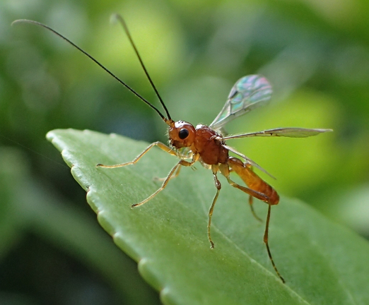 Family Braconidae (Braconid Wasps)