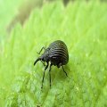 Brentidae