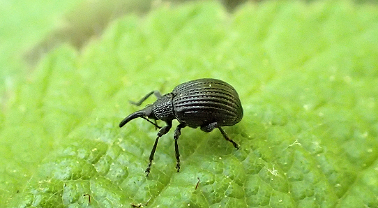 Family Brentidae (Straight-snouted Weevils)