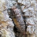 Buprestidae