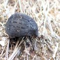 Byrrhidae