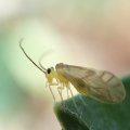 Caeciliusidae