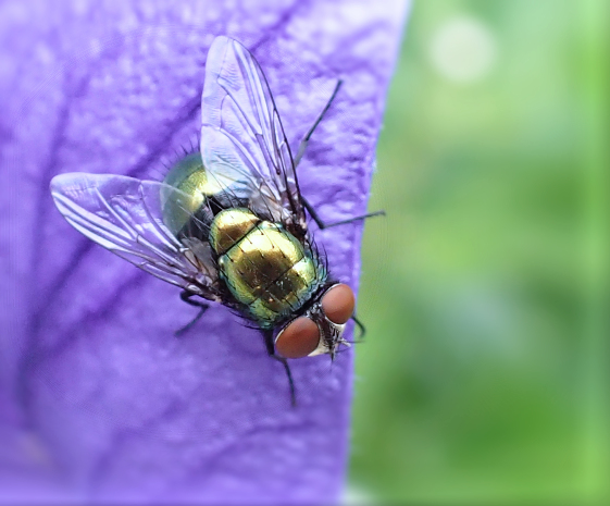 Genus Lucilia (Greenbottle Flies)