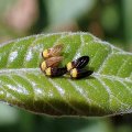 Calophyidae