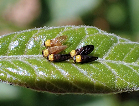 Calophya nigripennis