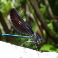 Calopterygidae