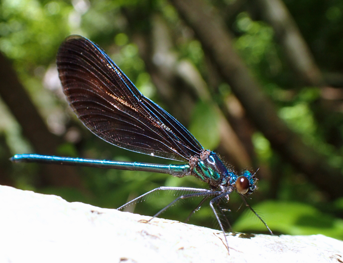 Calopteryx maculata (Ebony Jewelwing)