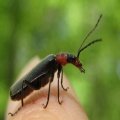 Cantharidae