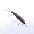 Capniidae