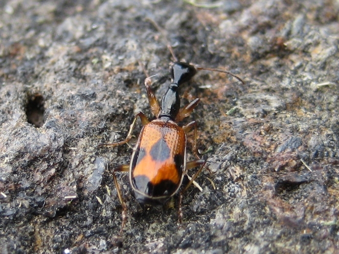 Colliuris pensylvanica (Long-necked Ground Beetle)